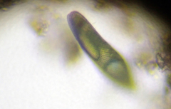 Lepocinclis fusca