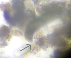 Lepocinclis fusca