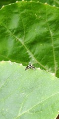 Sphaeniscus atilius