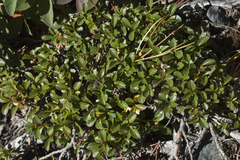 Salix berberifolia