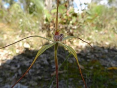Caladenia validinervia
