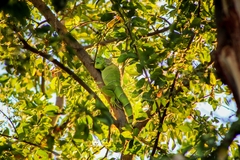 Iguana iguana