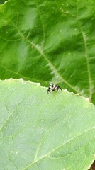 Sphaeniscus atilius