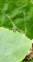 Sphaeniscus atilius