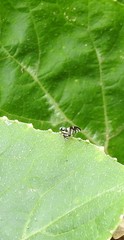 Sphaeniscus atilius