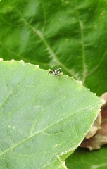 Sphaeniscus atilius