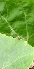 Sphaeniscus atilius