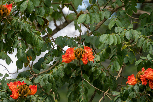 Spathodea campanulata image