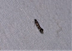 Stagmatophora argyrostrepta