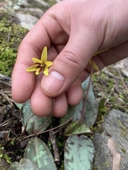Erythronium umbilicatum