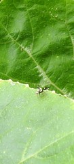 Sphaeniscus atilius