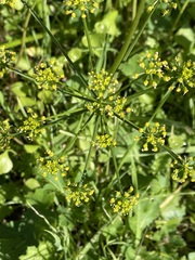 Tauschia