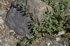 Cotoneaster uniflorus