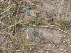 Cyprinodon nevadensis shoshone