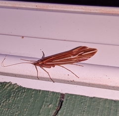Psychoglypha bella