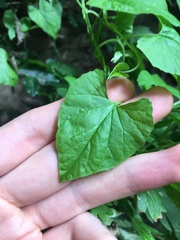 Convolvulus farinosus
