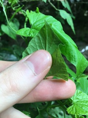 Convolvulus farinosus
