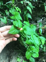 Convolvulus farinosus