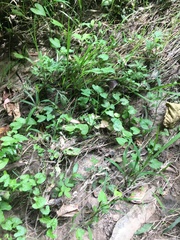 Convolvulus farinosus