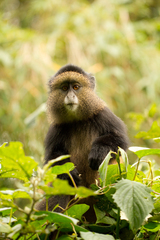 Cercopithecus mitis kandti