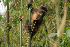 Cercopithecus mitis kandti