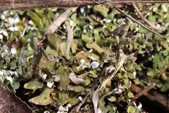 Cladonia mateocyatha