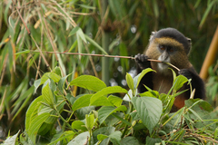 Cercopithecus mitis kandti