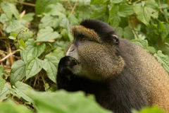 Cercopithecus mitis kandti