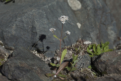Gypsophila cephalotes