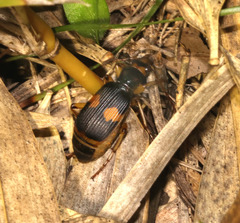 Pheropsophus verticalis