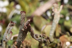 Cladonia mateocyatha
