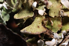 Cladonia mateocyatha