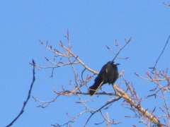 Corvus frugilegus