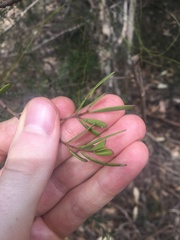 Amyema gaudichaudii