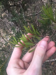 Amyema gaudichaudii