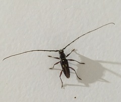 Ambonus distinctus