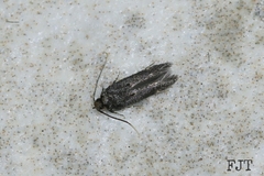 Anacampsinae