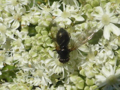 Hiatomyia