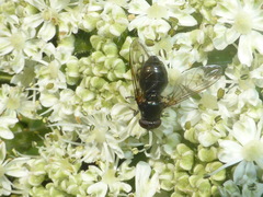 Hiatomyia