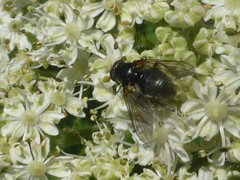 Hiatomyia