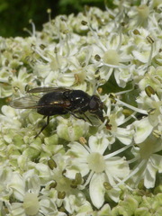 Hiatomyia