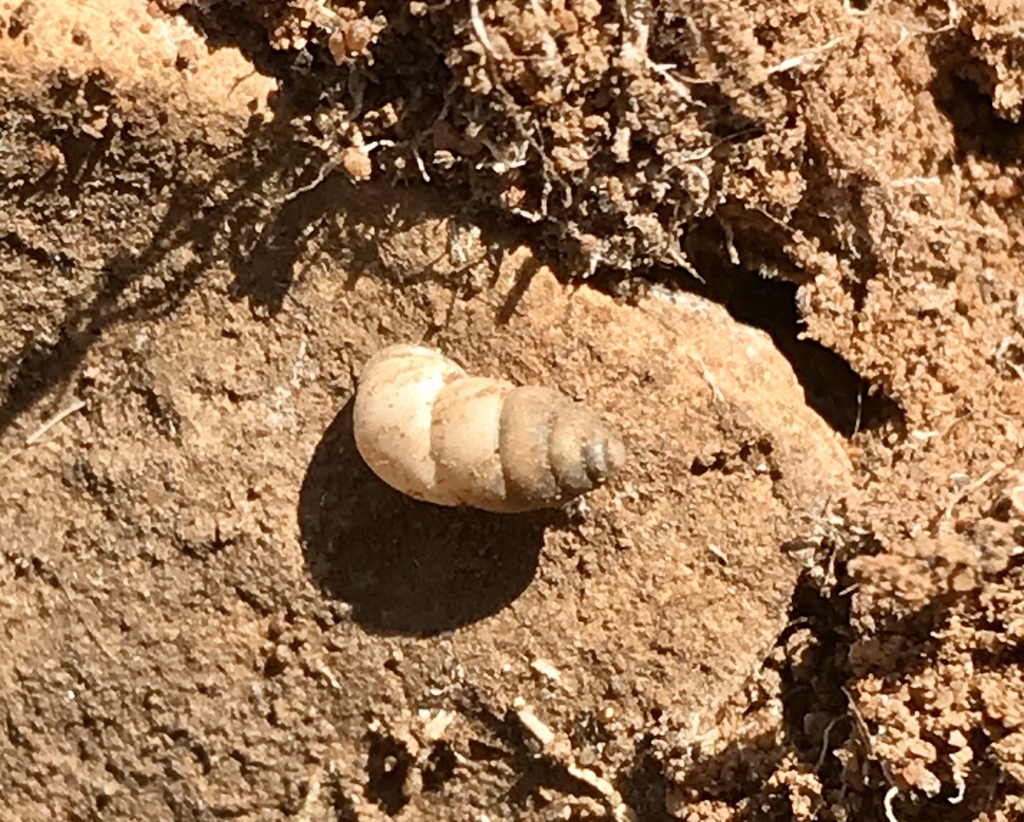 Pupoides adelaidae