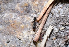 Rhytidoponera victoriae