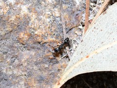 Rhytidoponera victoriae