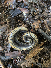 Paeromopodidae