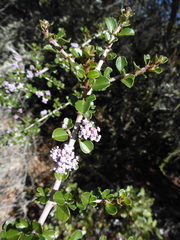 Ceanothus cuneatus ramulosus
