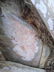 Arthonia rubrocincta