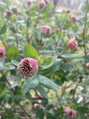 Pimelea ligustrina ciliata