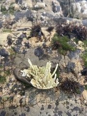 Calliarthron tuberculosum