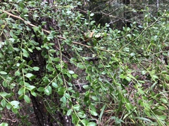 Everistia vacciniifolia